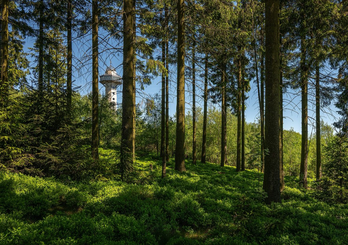 Fichtenwald am Ettelsberg bei Willingen mit Blick auf den Hochheideturm