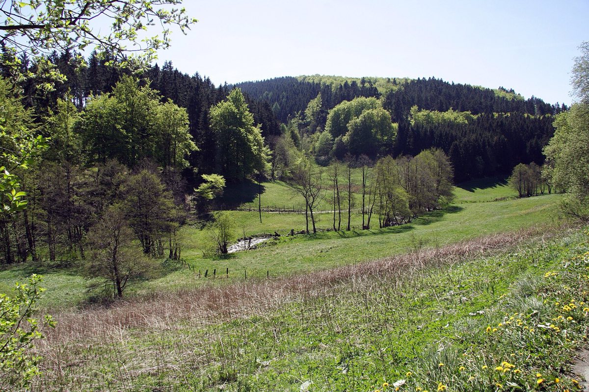 Grünes Wiesental der Hoppecke mit Bachlauf und bewaldeten Hängen bei Willingen