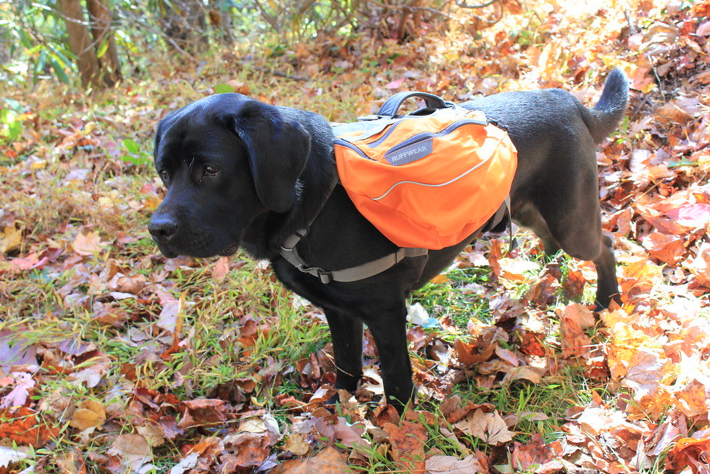 Hund mit Wanderrucksack auf einem Waldweg im Herbst