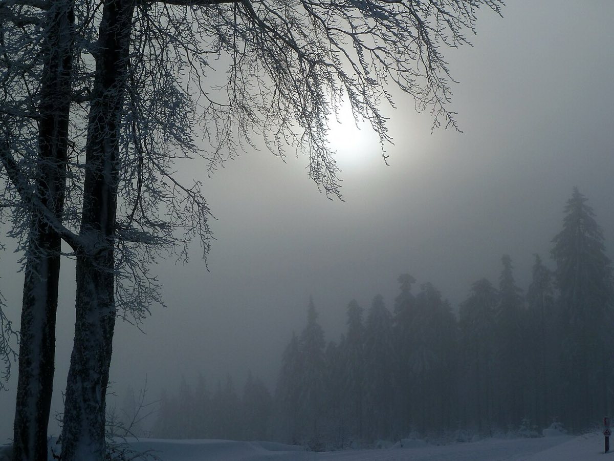 Raureif an Laubbäumen und verschneiter Fichtenwald im Nebel bei Willingen